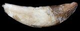 Archaeocete (Basilosaur) Tooth - Cyber Monday Deal! #36134-1